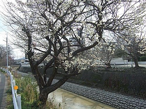 e0086885_15291315.jpg