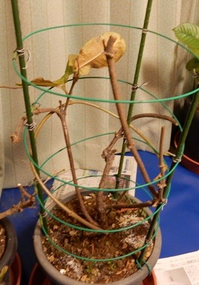 e0033229_1922312.jpg