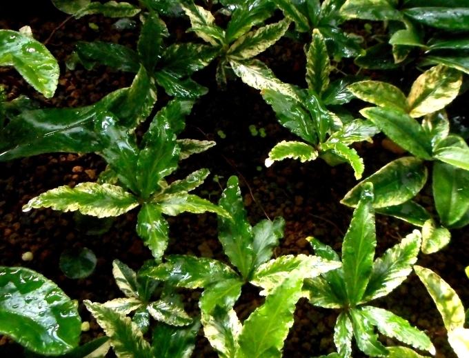 a0353447_11233125.jpg