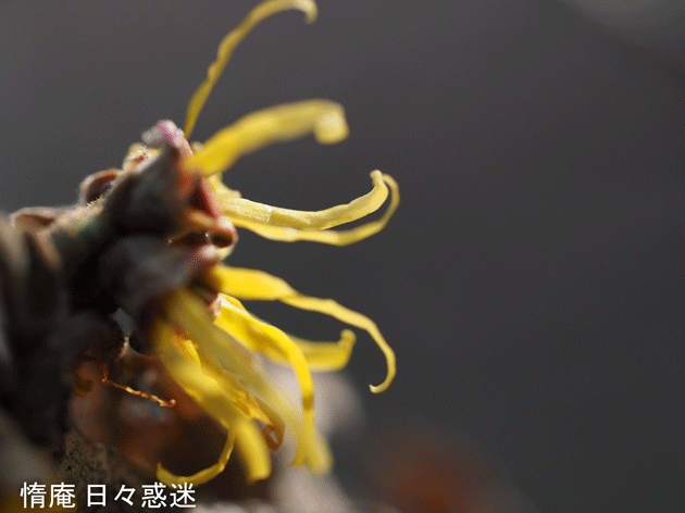 e0346064_19224960.gif