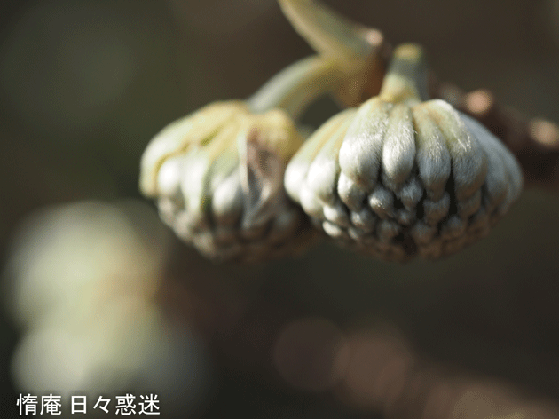 e0346064_19225059.gif