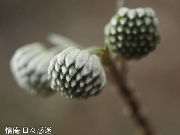 e0346064_19225076.gif