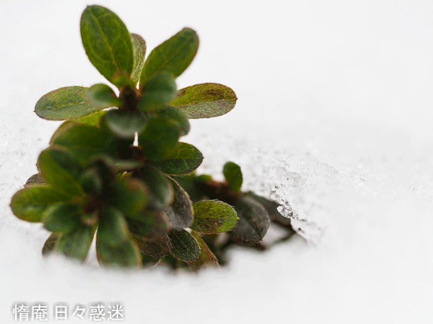 e0346064_19353423.gif