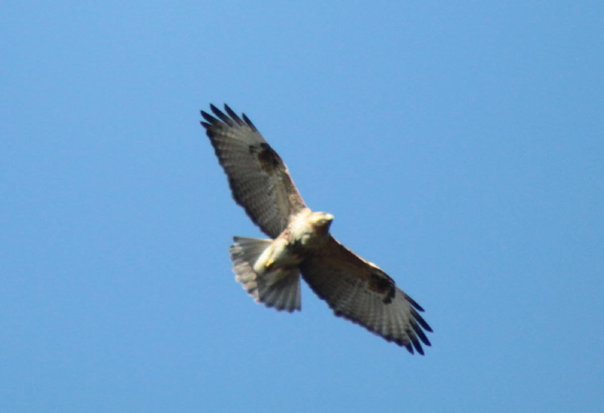 a0053771_15251421.jpg