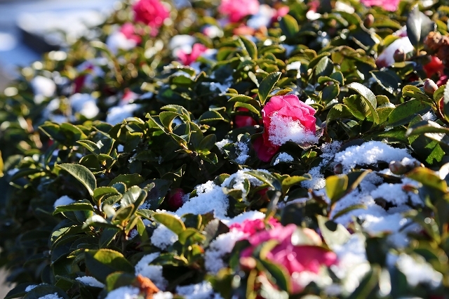 a0242438_20125221.jpg