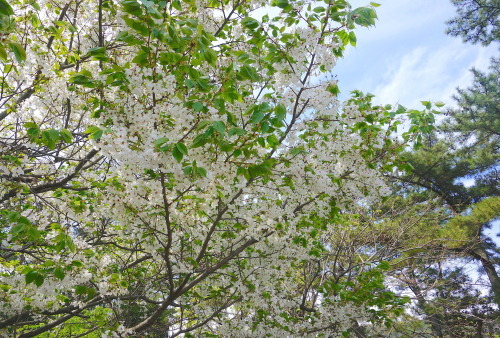 f0201310_16251288.jpg