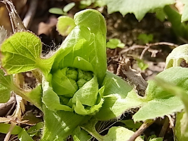 e0350415_21543164.jpg