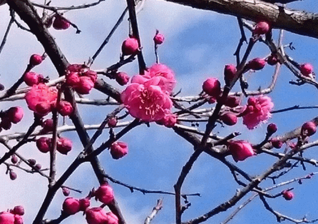 e0350415_22010197.gif