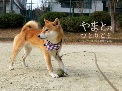a0286855_21254647.gif