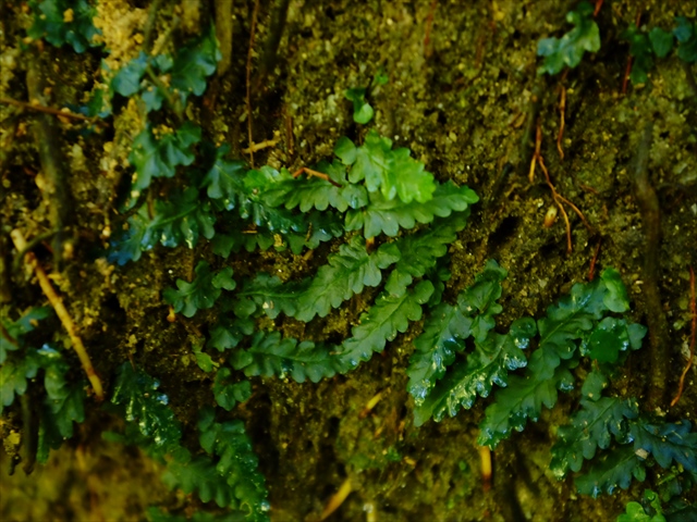 a0067578_0241574.jpg
