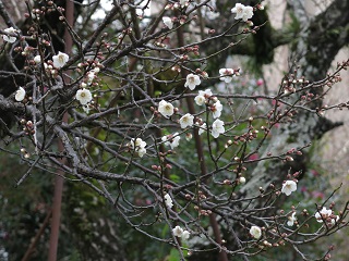 e0130185_13111237.jpg