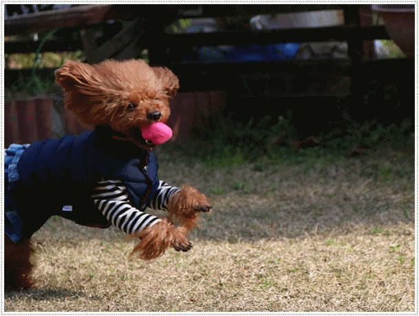 b0175688_22083468.gif