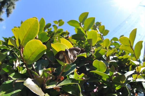 c0049095_0514325.jpg