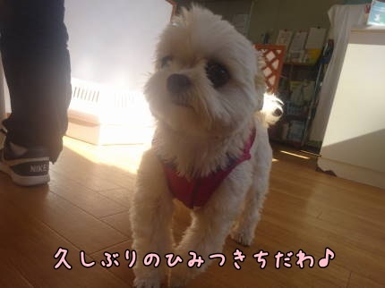 a0338800_20163555.jpg