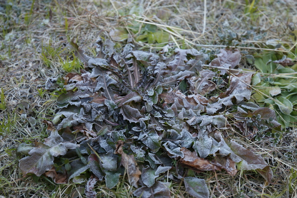 c0074553_8395511.jpg