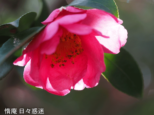 e0346064_19270690.gif