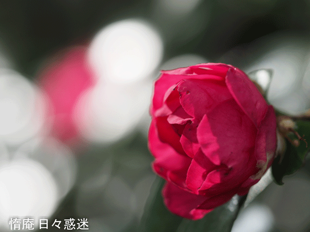 e0346064_19270711.gif