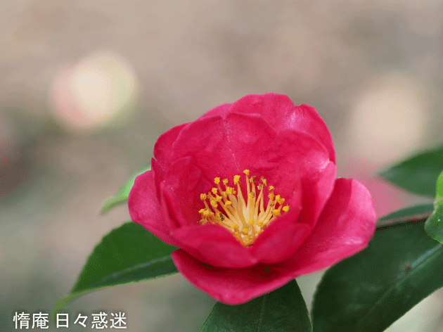 e0346064_19270920.gif