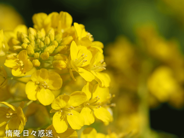 e0346064_20010235.gif