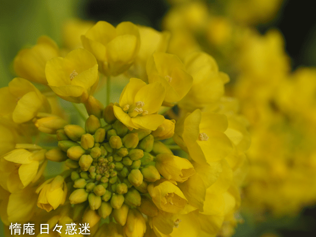 e0346064_20010279.gif