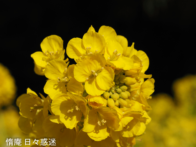 e0346064_20010283.gif