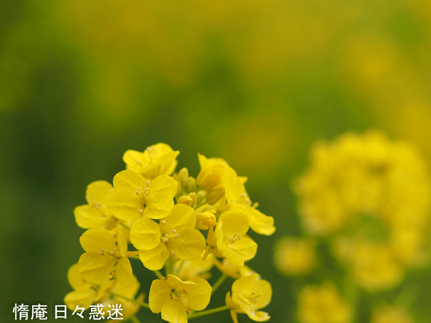 e0346064_20010347.gif