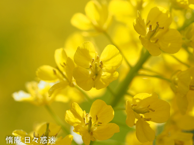 e0346064_20010391.gif