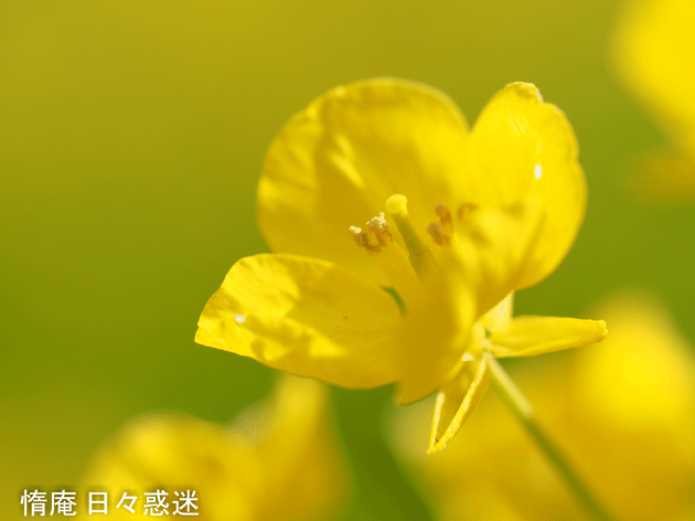 e0346064_20010443.gif