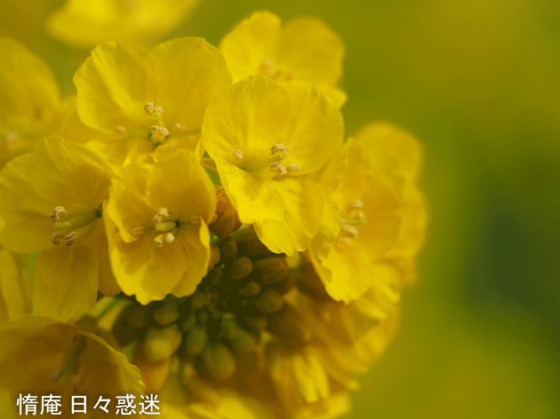 e0346064_20010451.gif