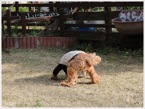 b0175688_23334662.gif