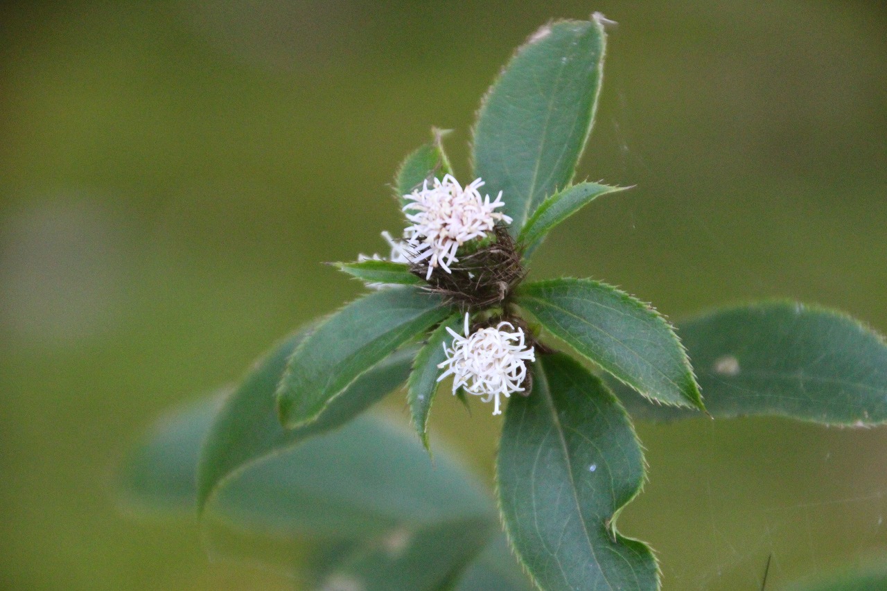 b0162728_2019416.jpg