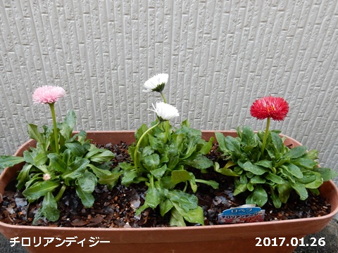 e0033229_17563022.jpg