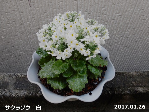 e0033229_17583174.jpg