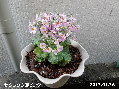 e0033229_17591255.jpg