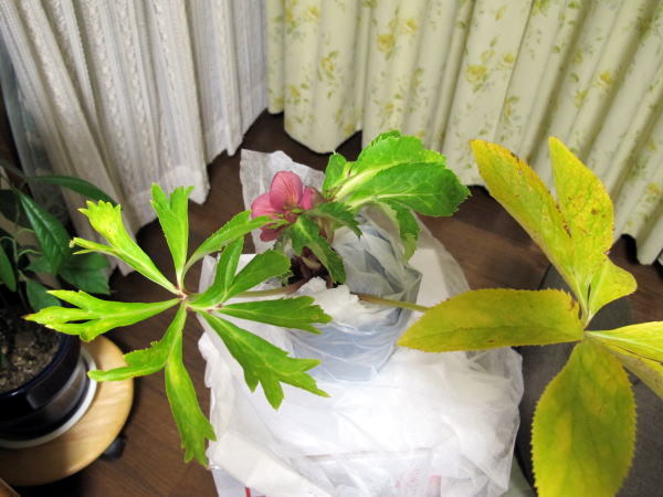 c0147952_00035637.jpg