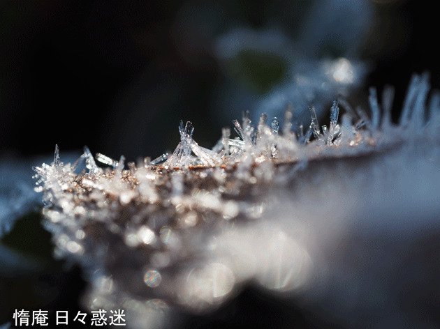 e0346064_19275896.gif