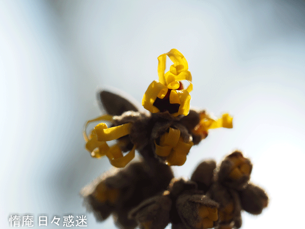 e0346064_19534731.gif