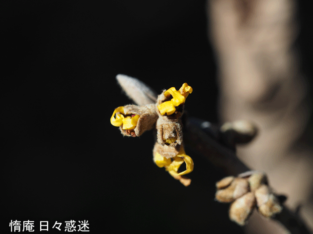 e0346064_19534795.gif