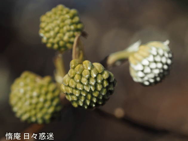 e0346064_19534826.gif