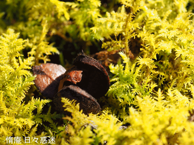 e0346064_20133512.gif