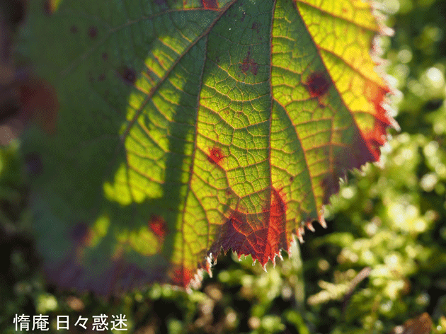 e0346064_20133514.gif