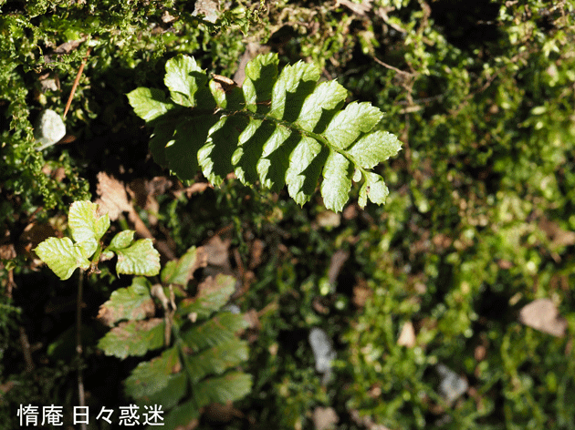 e0346064_20133606.gif