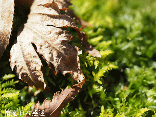 e0346064_20133680.gif