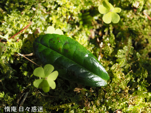 e0346064_20133695.gif