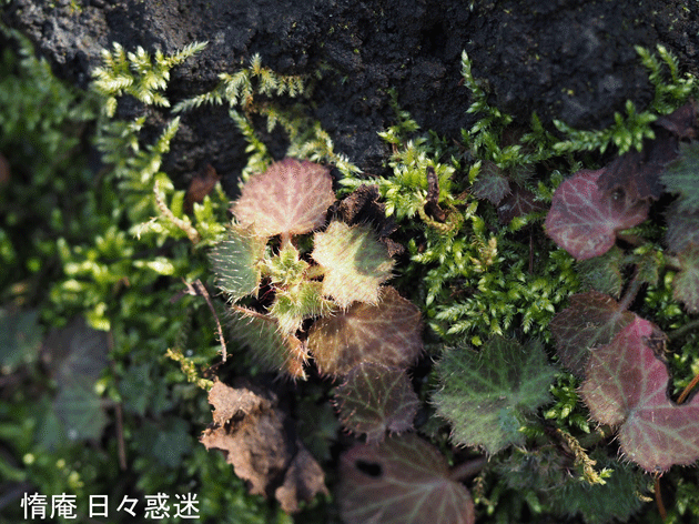 e0346064_20133769.gif