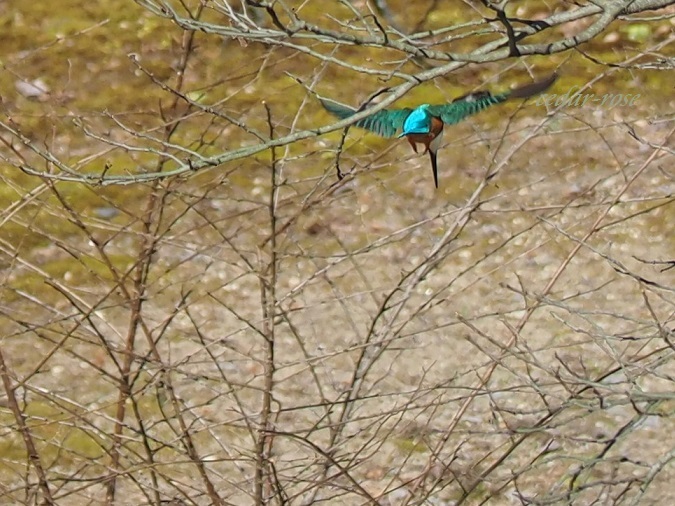 e0339317_18353373.jpg