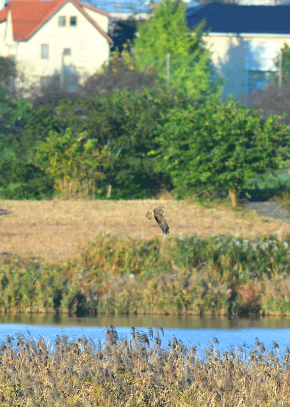 d0290240_17162600.gif
