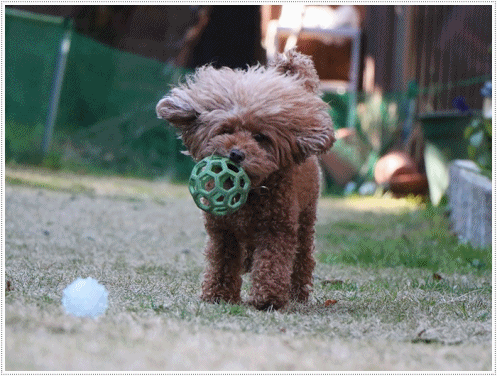 b0175688_00330965.gif