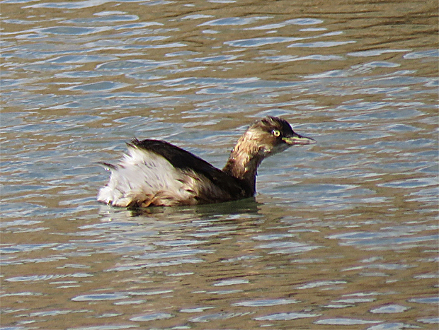 f0214649_16350847.jpg