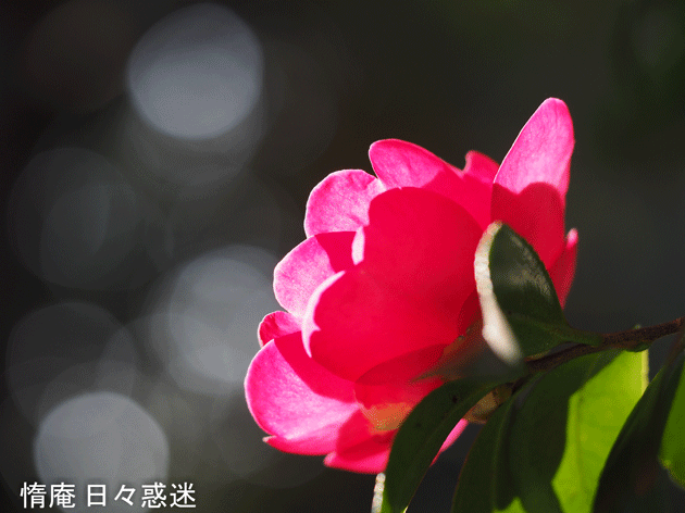 e0346064_21181126.gif